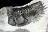 Bargain, Coltraneia Trilobite Fossil - Huge Eyes #86282-1